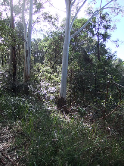 Bellbird Hill Reserve