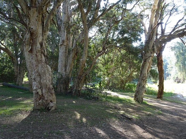 Tree, Tree Trunk, Plant, Garden, Outdoors, Arbour, Ground