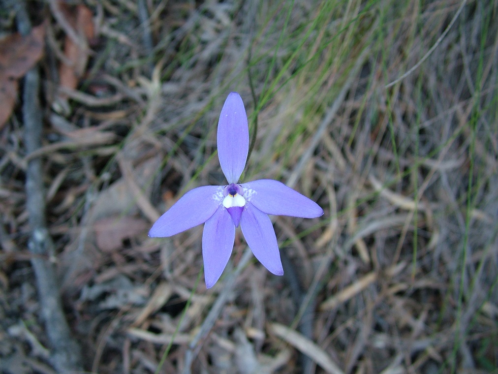 Glossodia Major Orchid